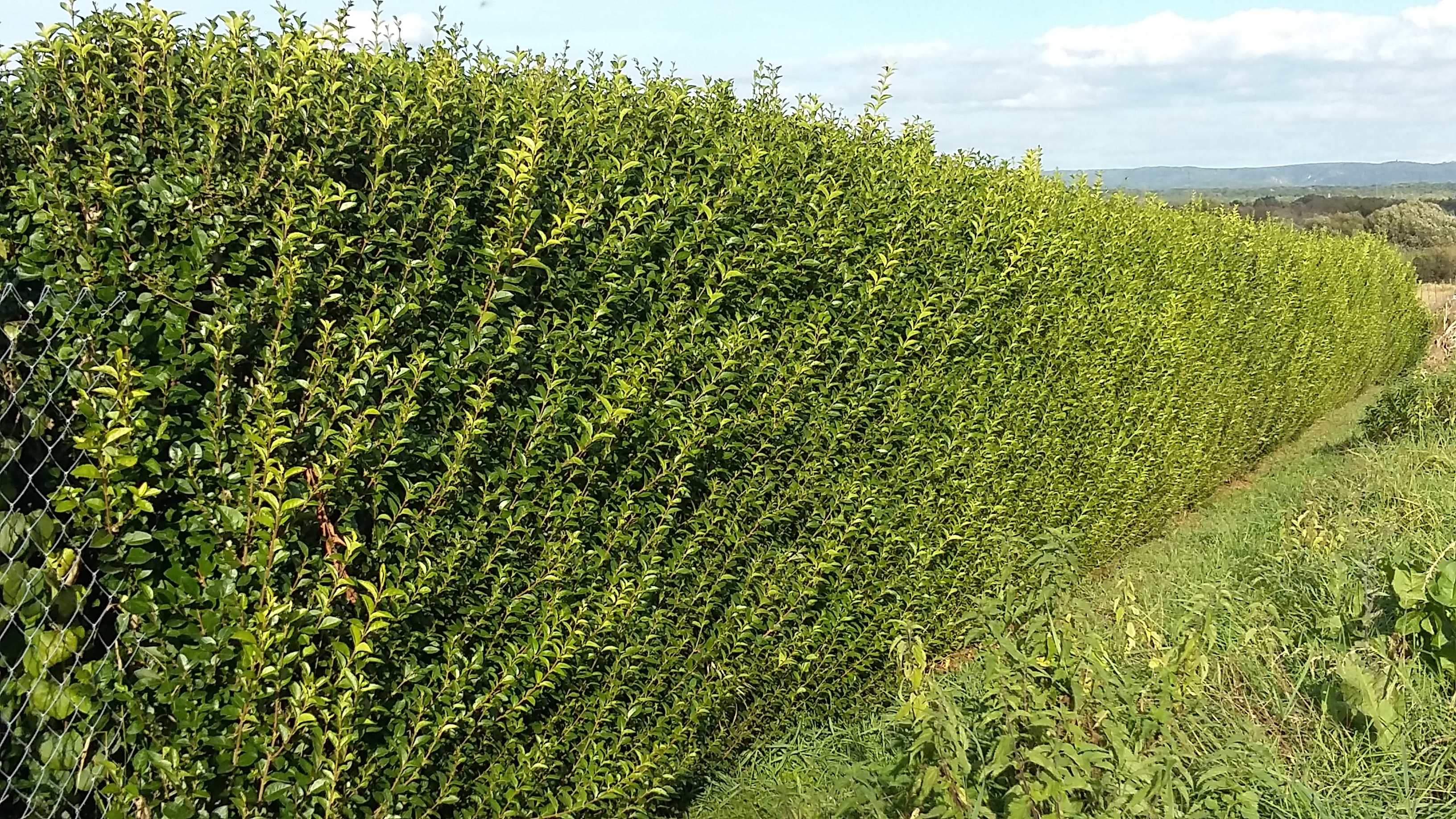 LIgusterhecke vor dem Herbstschnitt